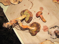 Aureoboletus projectellus