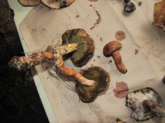 Aureoboletus projectellus