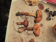 Aureoboletus projectellus