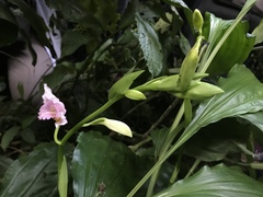 Phaius mishmensis