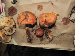 Aureoboletus projectellus