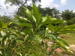 Morinda pubescens