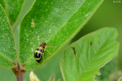 Gynandrobrotica