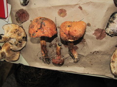 Aureoboletus projectellus
