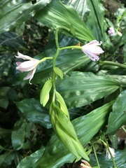 Phaius mishmensis