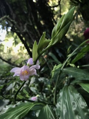 Phaius mishmensis