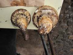 Catathelasma imperiale