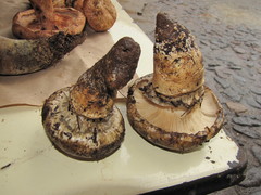 Catathelasma imperiale