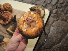 Catathelasma imperiale