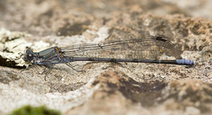 Argia tonto