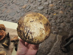 Catathelasma imperiale