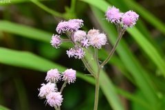 Urolepis hecatantha