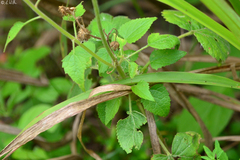 Urolepis hecatantha