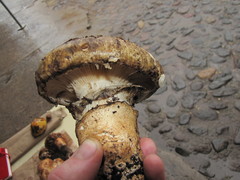 Catathelasma imperiale