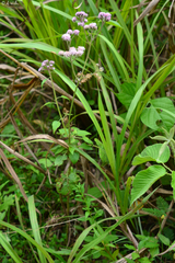 Urolepis hecatantha