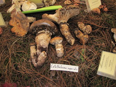 Catathelasma imperiale