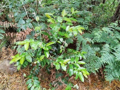 Aphloia theiformis