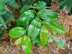 Aphloia theiformis