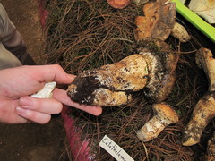 Catathelasma imperiale