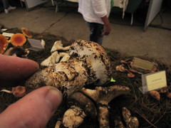 Catathelasma imperiale