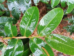 Aphloia theiformis