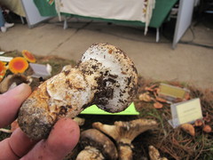 Catathelasma imperiale