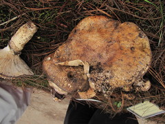 Catathelasma imperiale