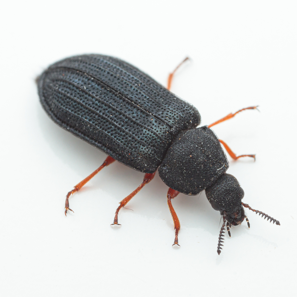 Falsomelyris