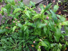 Persicaria maculosa