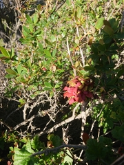 Puccinia magellanica