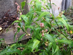 Persicaria maculosa