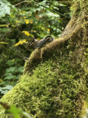 Shadow Chipmunk observed by ollyscottii