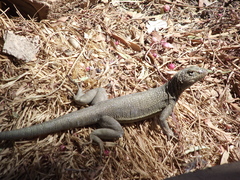 Microlophus theresioides