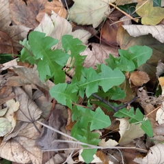 Taraxacum officinale