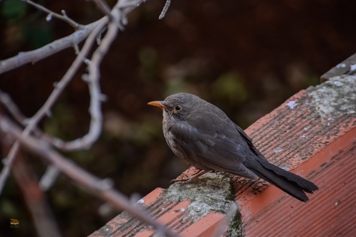 Eurasian Blackbird
