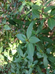 Maytenus magellanica