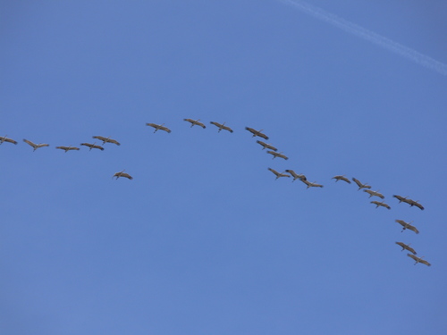 Sandhill Crane photographed in Kansas