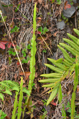 Baccharis genistelloides