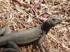 Microlophus theresioides