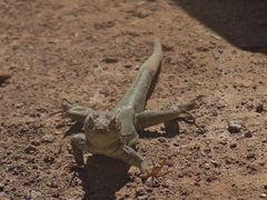 Microlophus theresioides