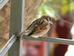 Passer domesticus