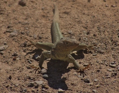 Microlophus theresioides