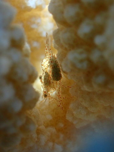 Harpiliopsis beaupresii observed 2025-09-10