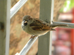 Passer domesticus