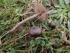 Entoloma hebes