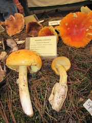 Amanita basii