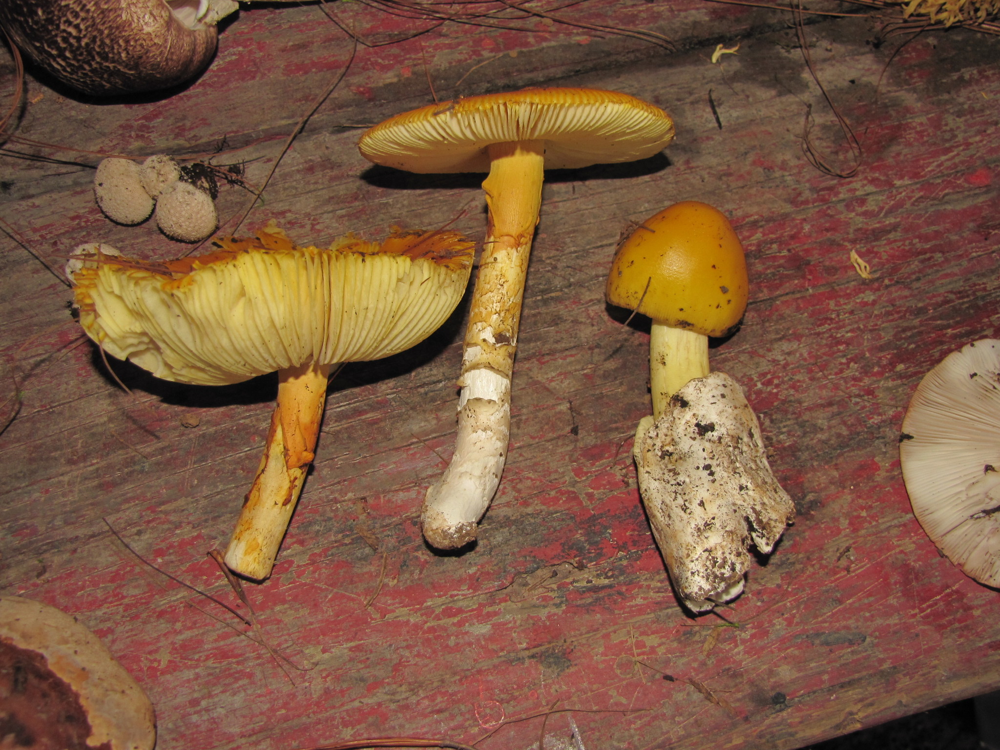 Amanita caesarea image