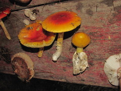 Amanita basii