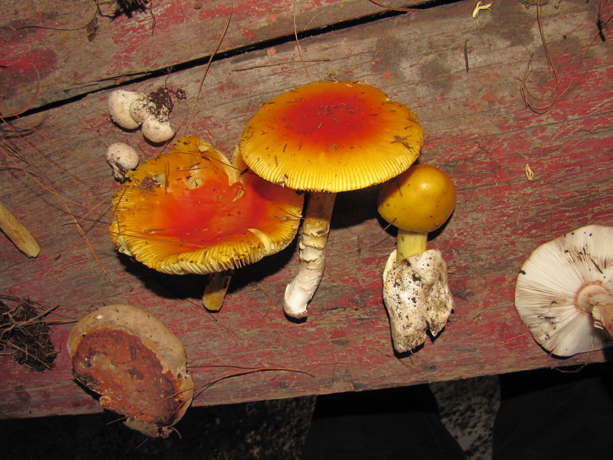 Amanita caesarea image
