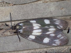 Eterusia aedea formosana